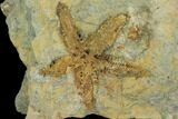 Starfish (Petraster?) Fossil Multiple Plate - Ordovician #100083-2